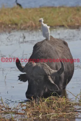 Buffalo, African 7-Metal