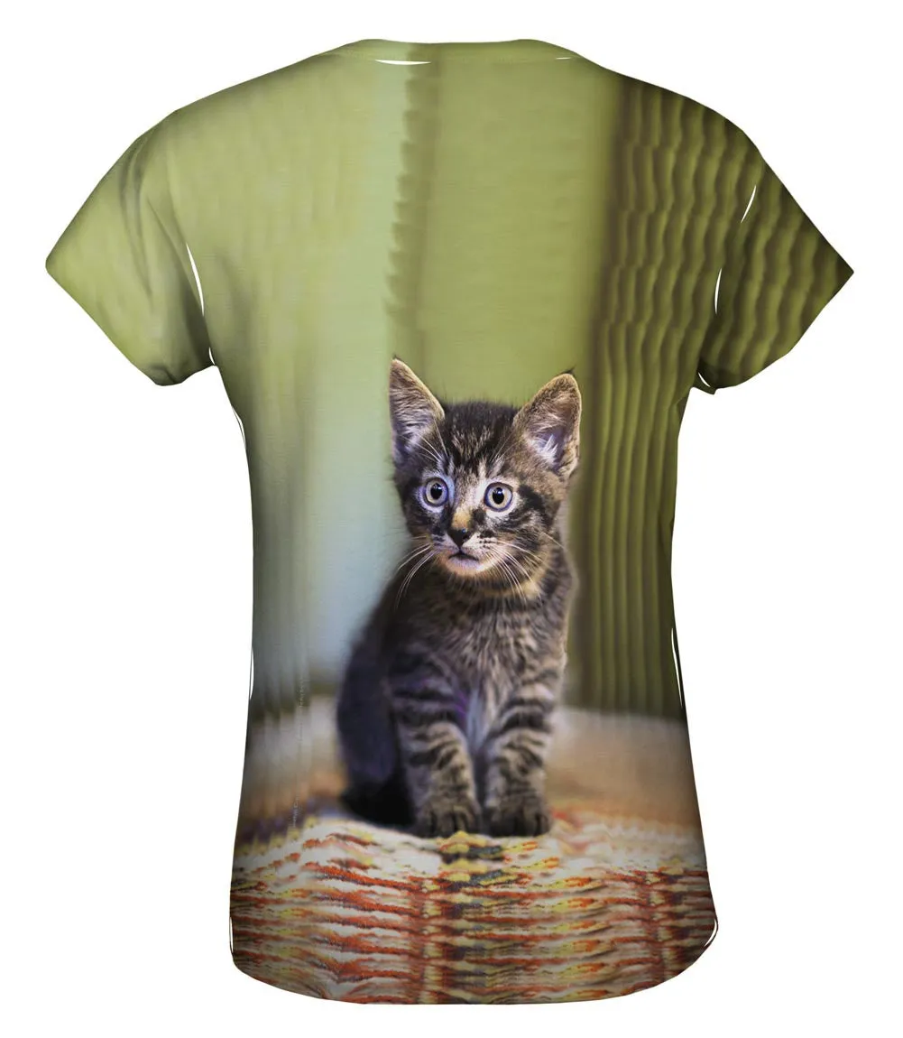 Cute Kitten