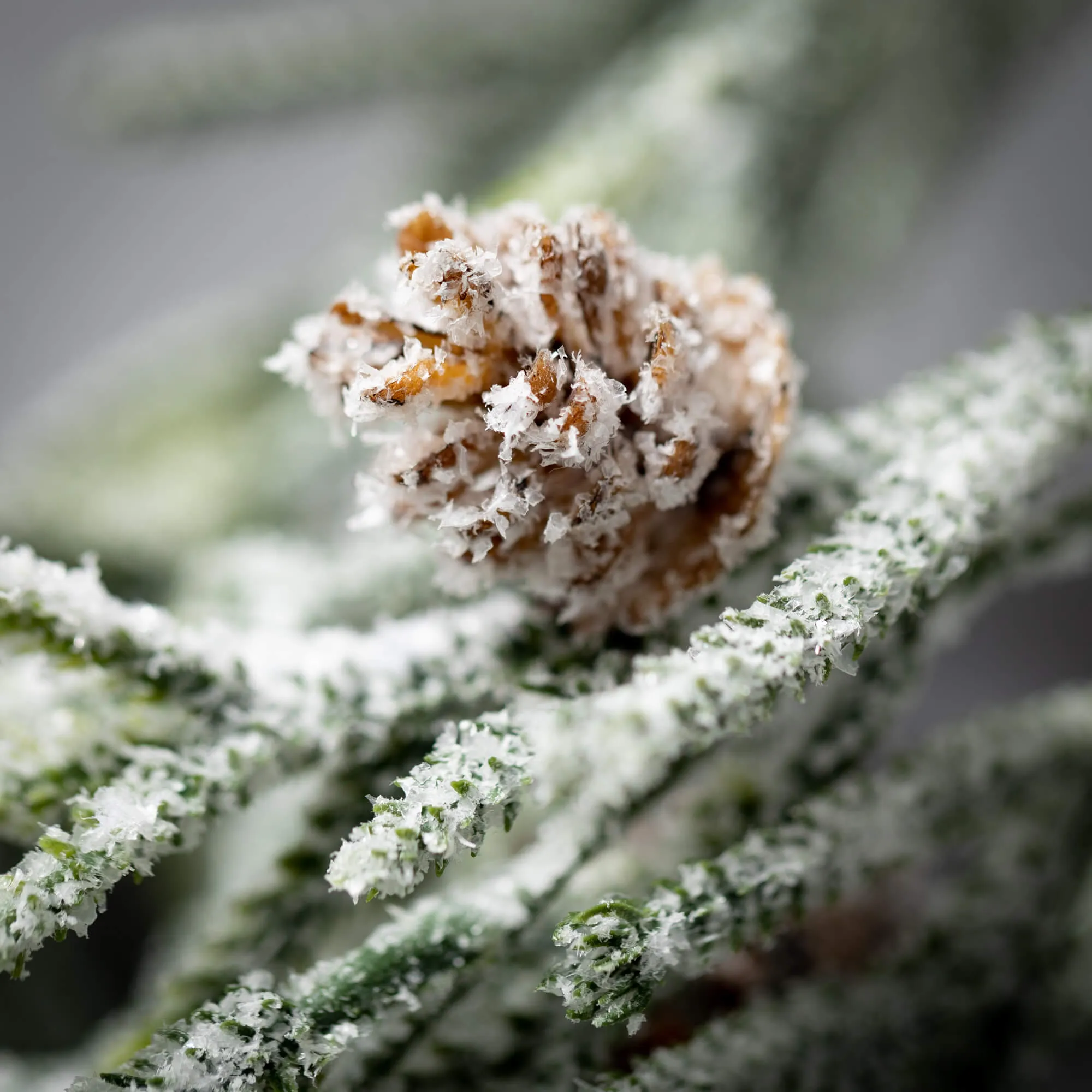 Full Snowy Pine Swag