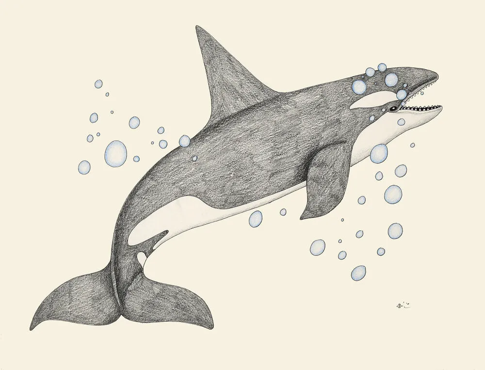 Rising Orca, by Aoudla Pudlat